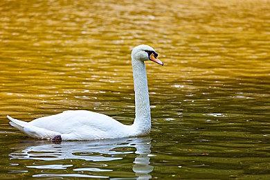 美少女恋爱经典《悠久的风铃花》9月29日登陆Switch